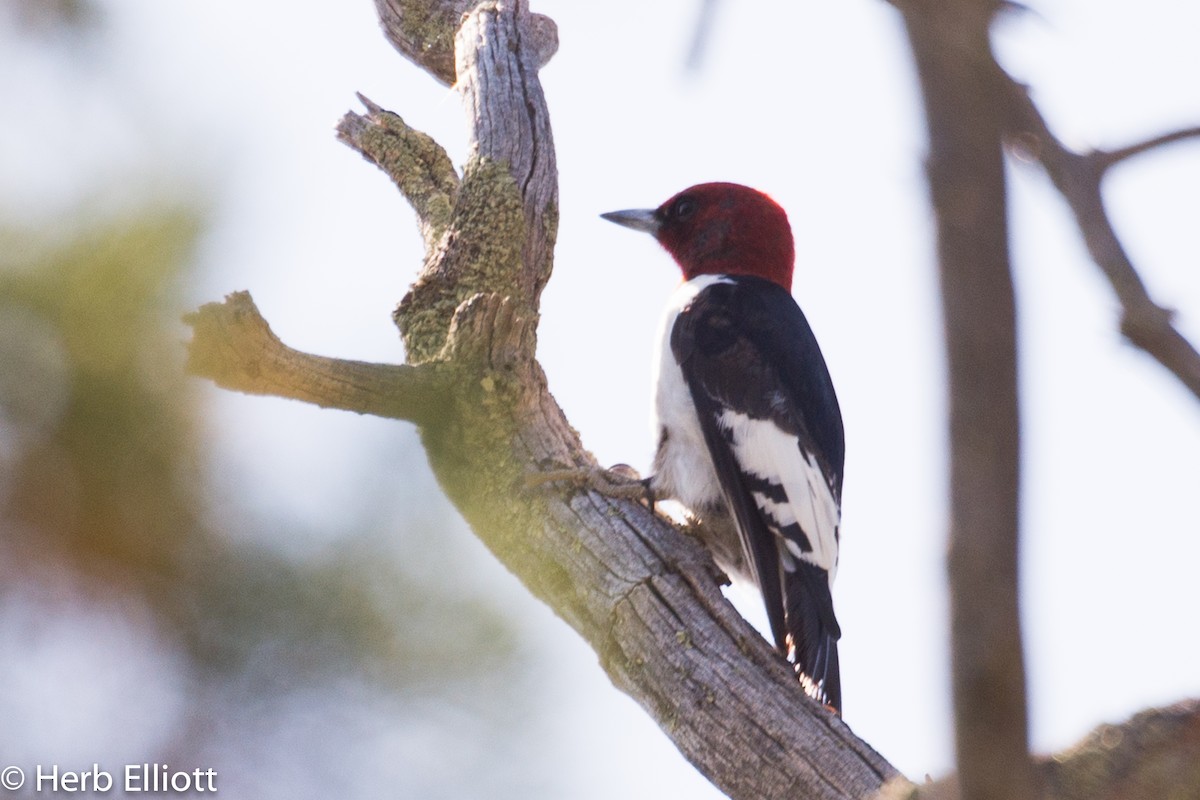 Red-headed Woodpecker - ML30230021