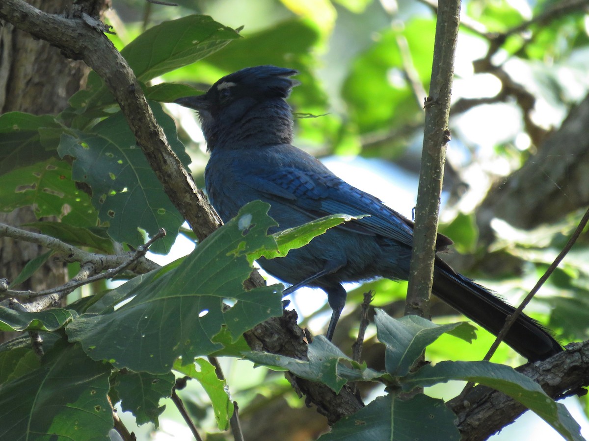 Steller's Jay (Middle American) - John van Dort