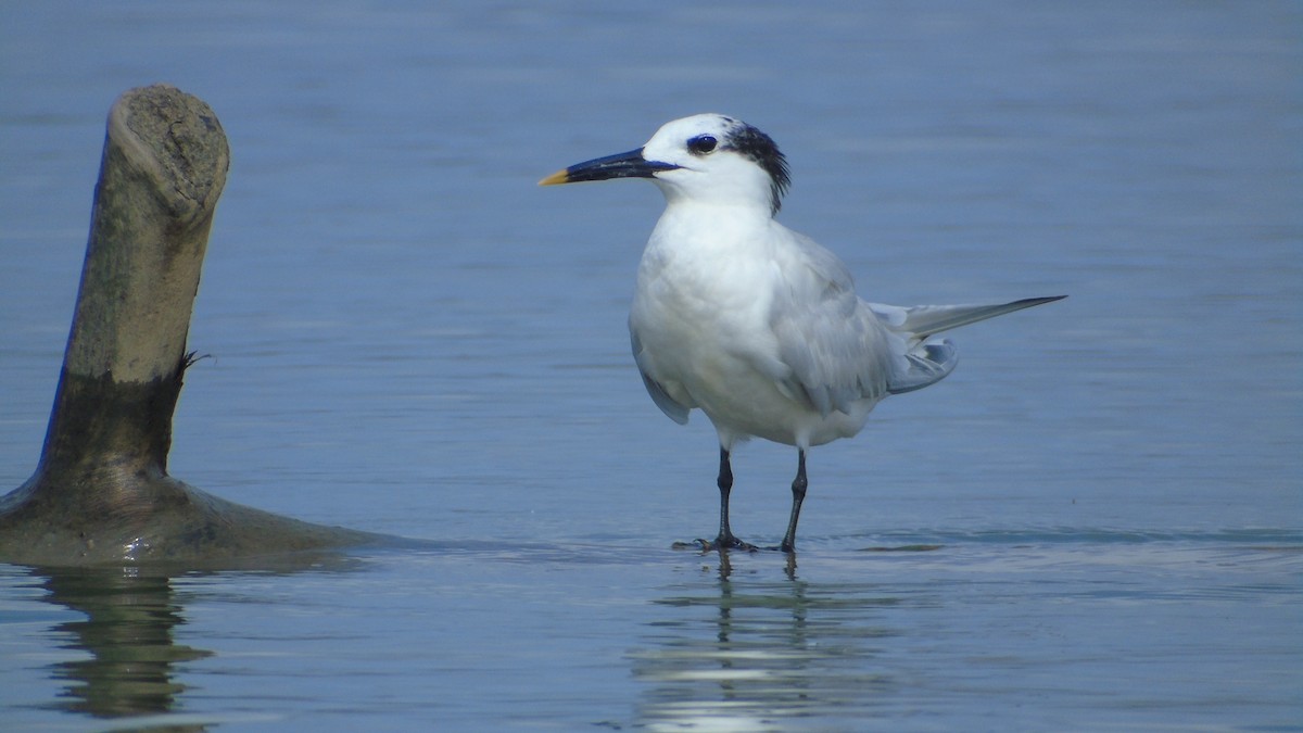 Sandwich Tern - ML302301791