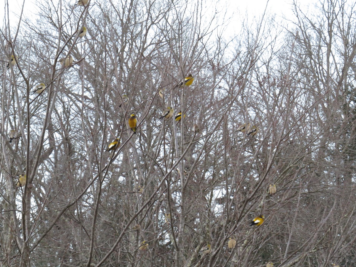 Evening Grosbeak - Richard Korpi