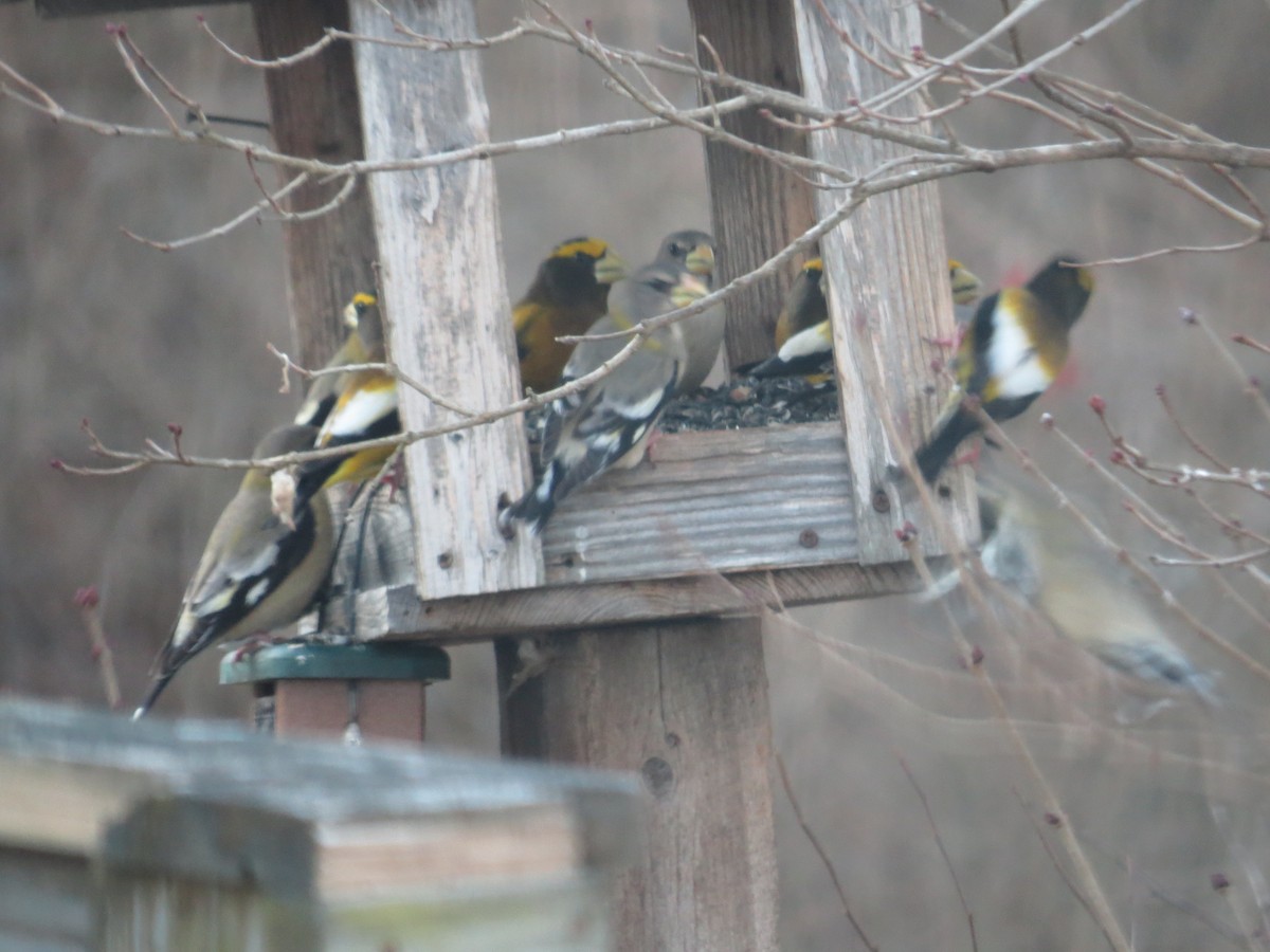 Evening Grosbeak - Richard Korpi