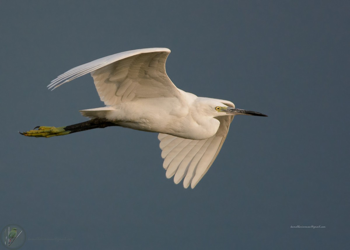 Little Egret - ML302302041