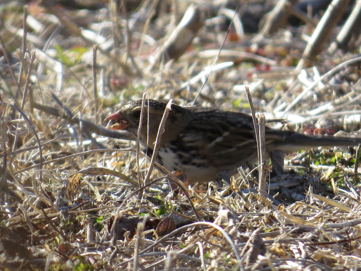 Harris's Sparrow - ML302302751