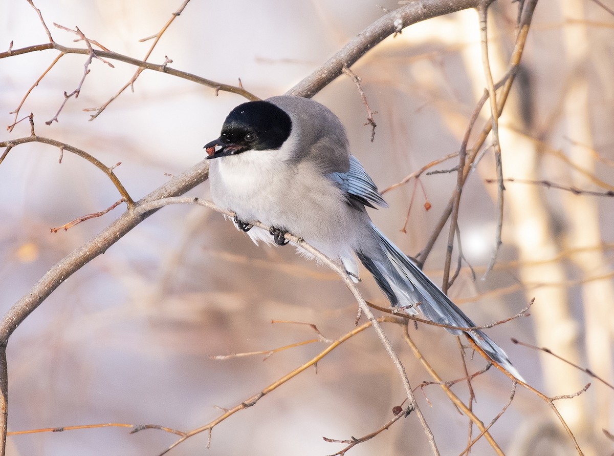 Azure-winged Magpie - ML302303931