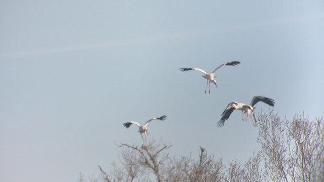 White Stork - ML302305691