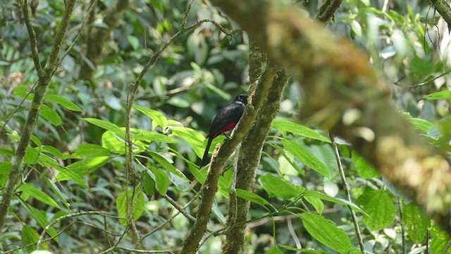 Red-bellied Grackle - ML302305731