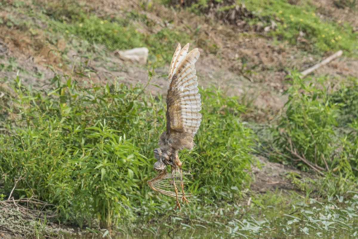 Barn Owl (Eastern) - ML302307711