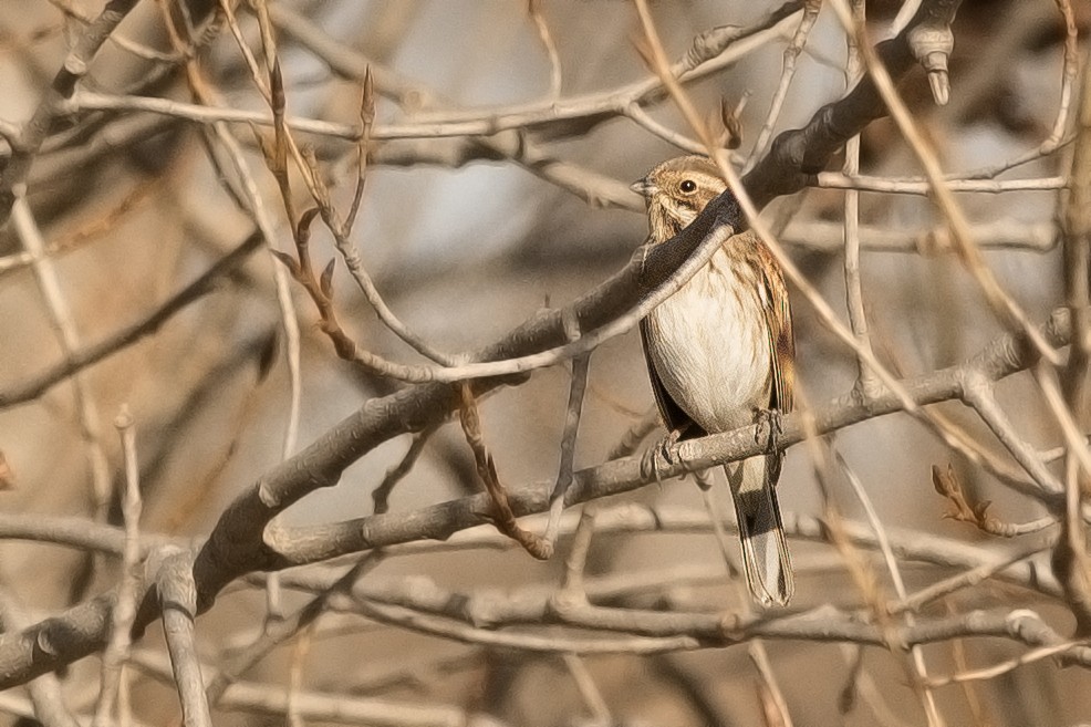 蘆鵐 - ML302307991