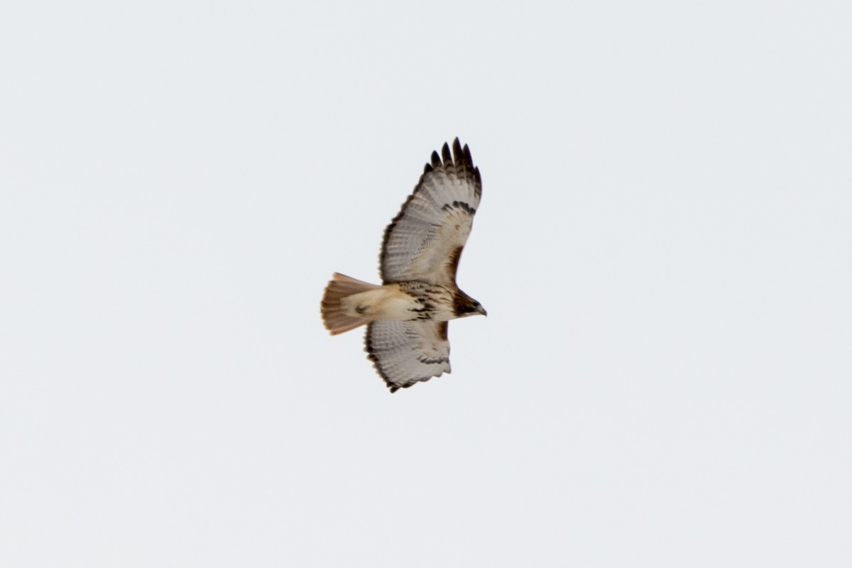 Red-tailed Hawk - ML302311471