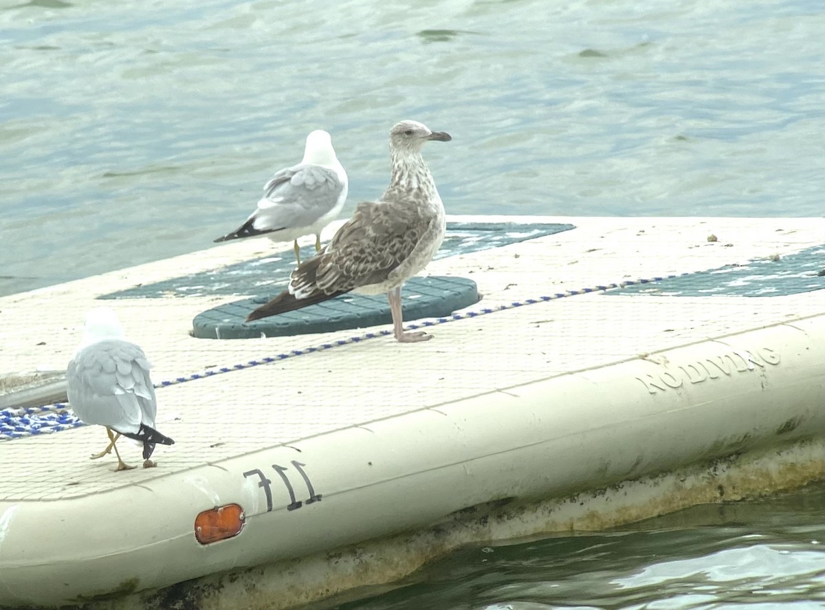 Lesser Black-backed Gull - ML302312221