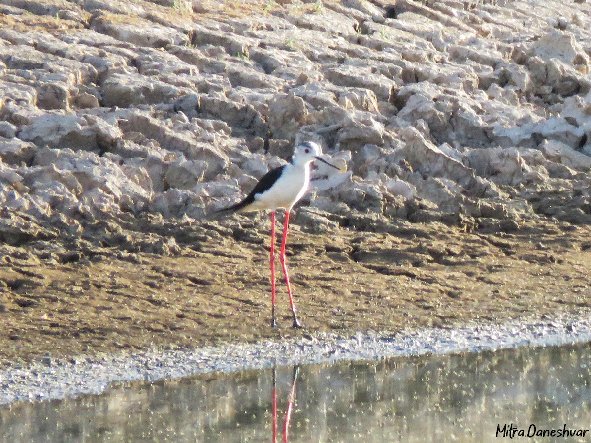 Black-winged Stilt - ML302313721