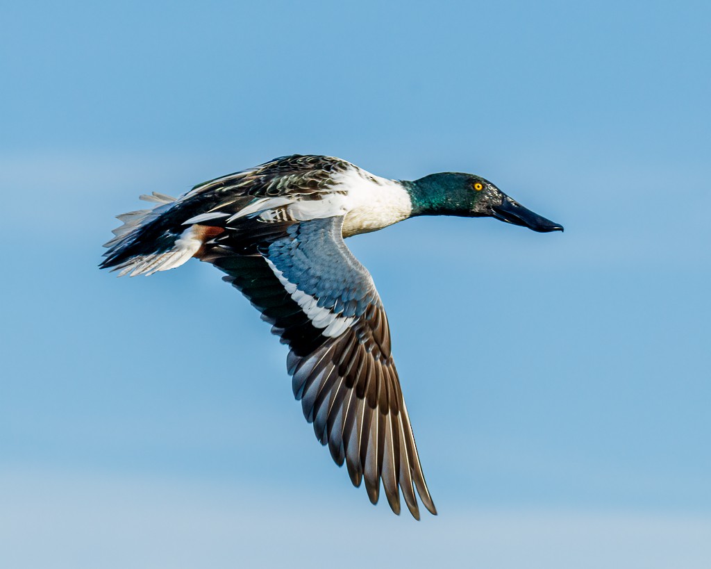 Northern Shoveler - ML302313841