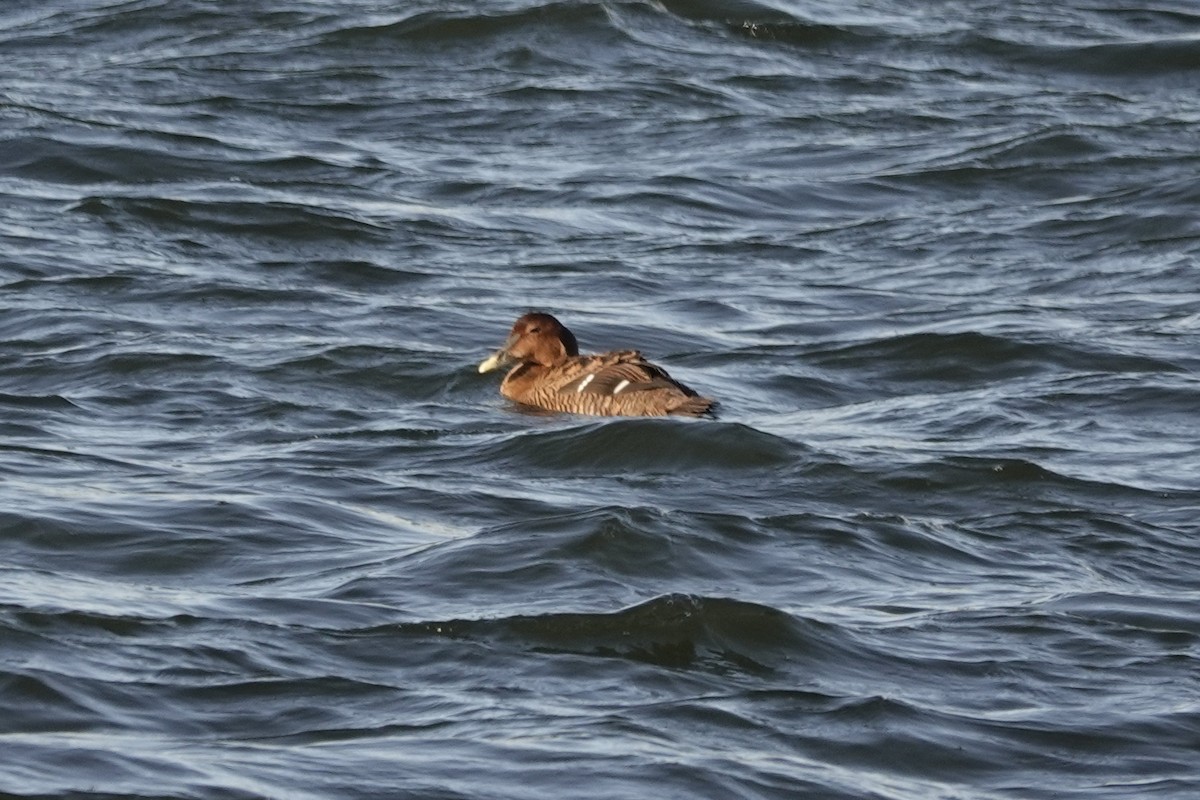 Common Eider - ML302315741