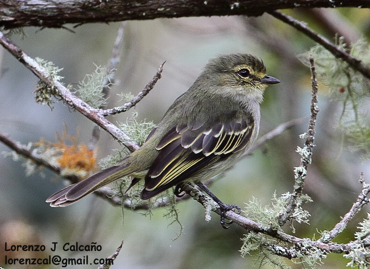 Golden-faced Tyrannulet - Lorenzo Calcaño