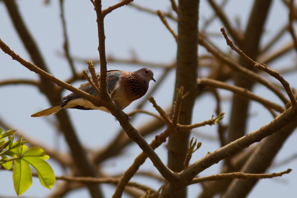 Tórtola Senegalesa - ML302316451