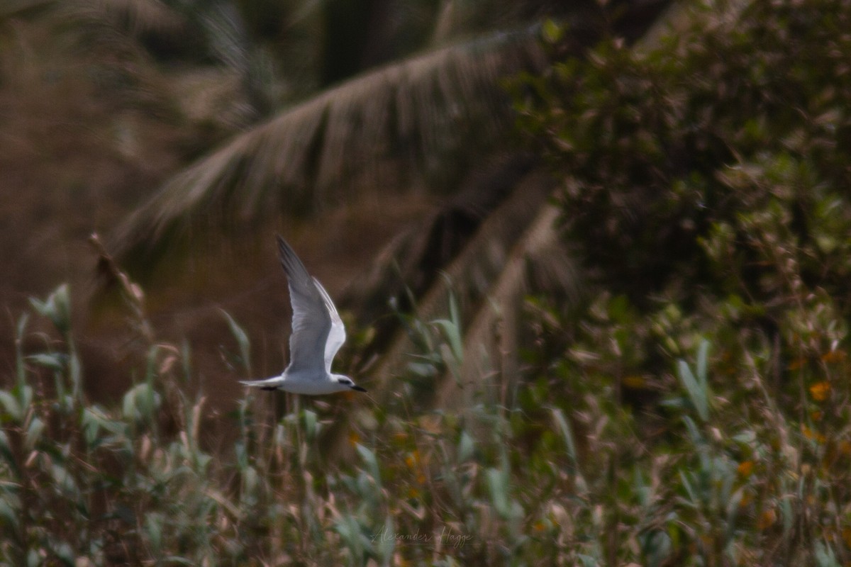 Gull-billed Tern - ML302316551