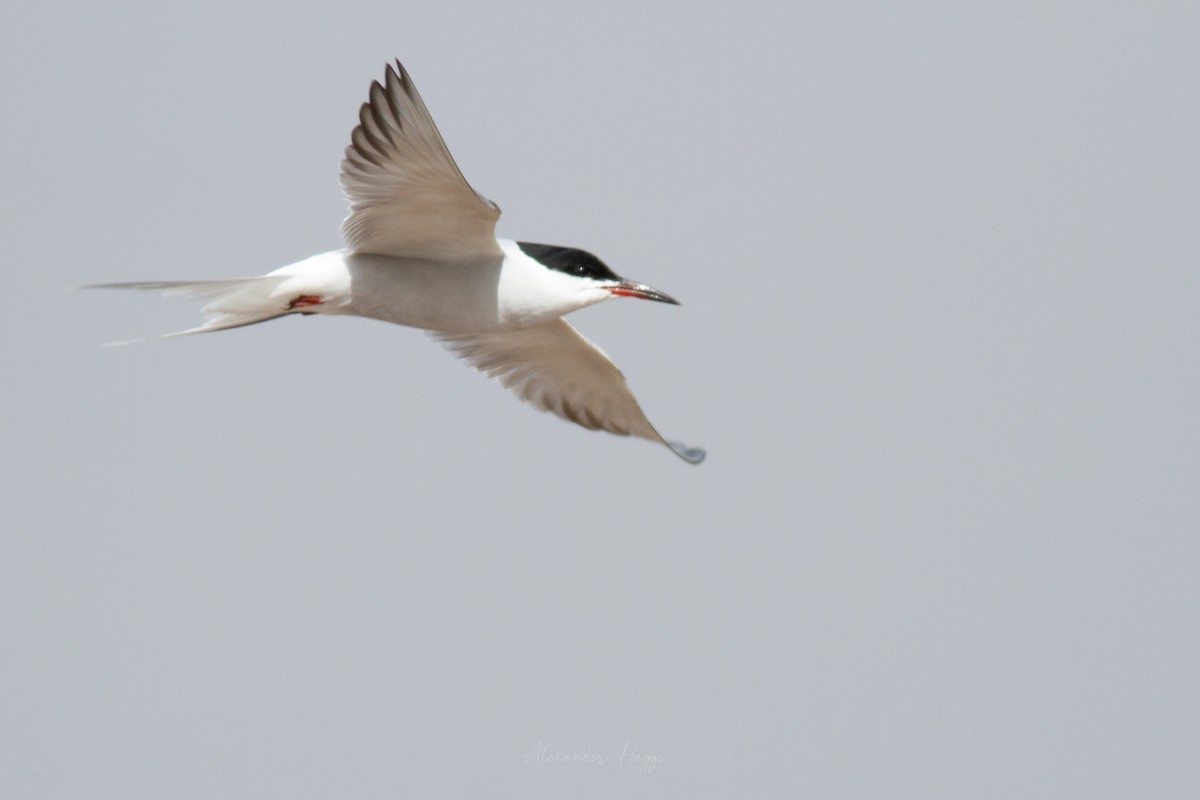Common Tern - Alexander Hagge