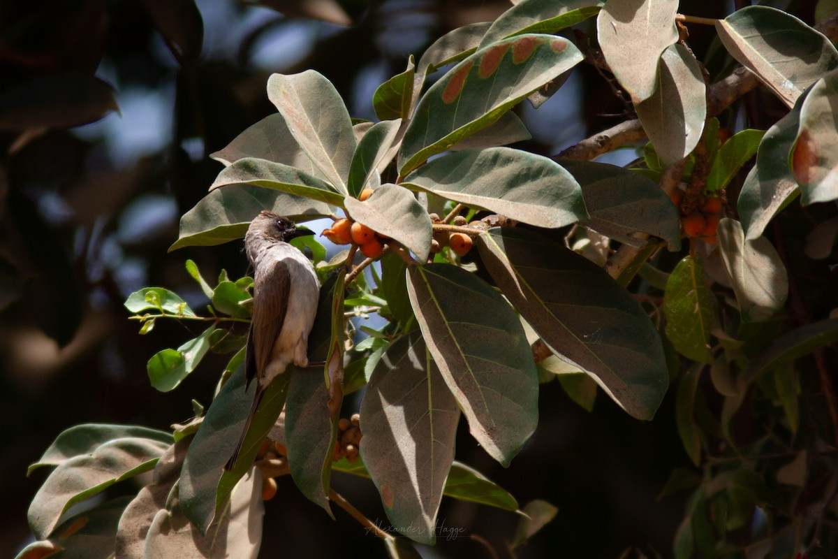 בולבול אפריקני - ML302316811