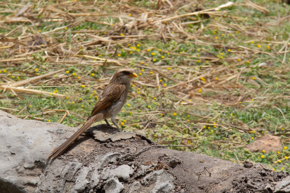 Yellow-billed Shrike - ML302316951