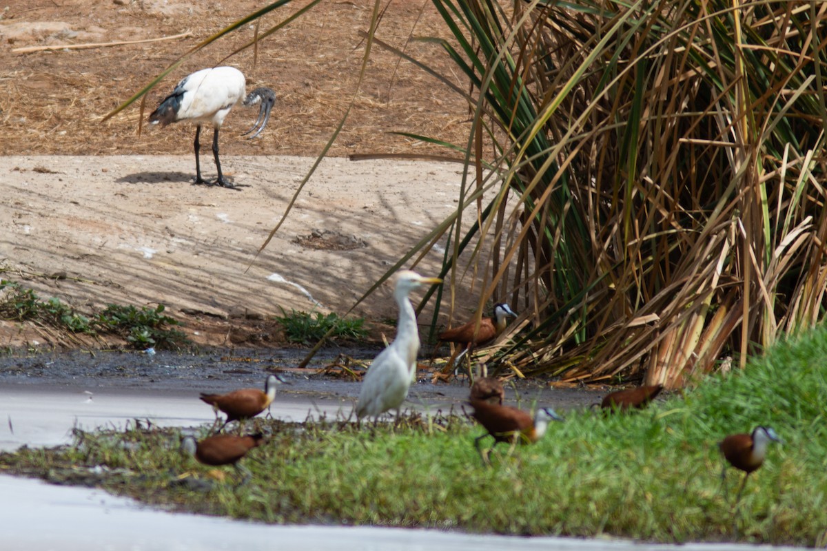 African Sacred Ibis - ML302317091