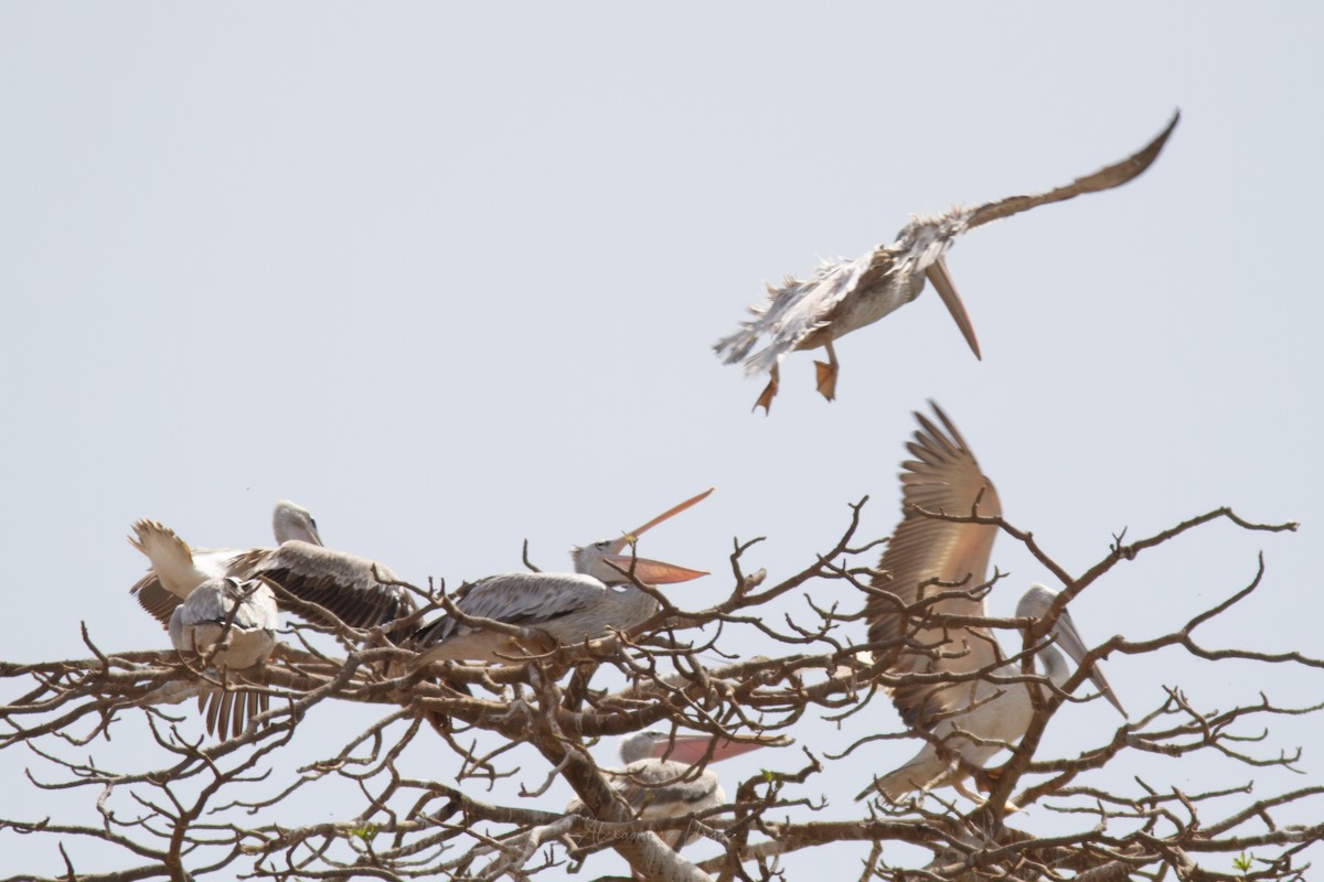 Pink-backed Pelican - ML302317161