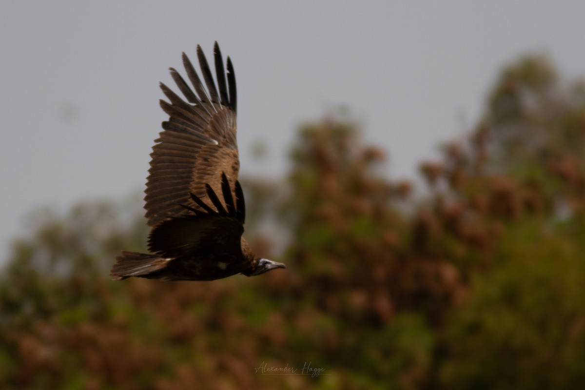 Hooded Vulture - ML302317291