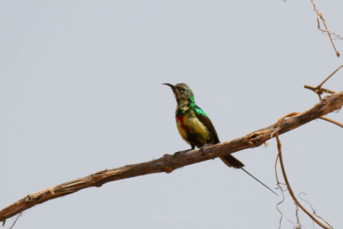 Beautiful Sunbird - Alexander Hagge