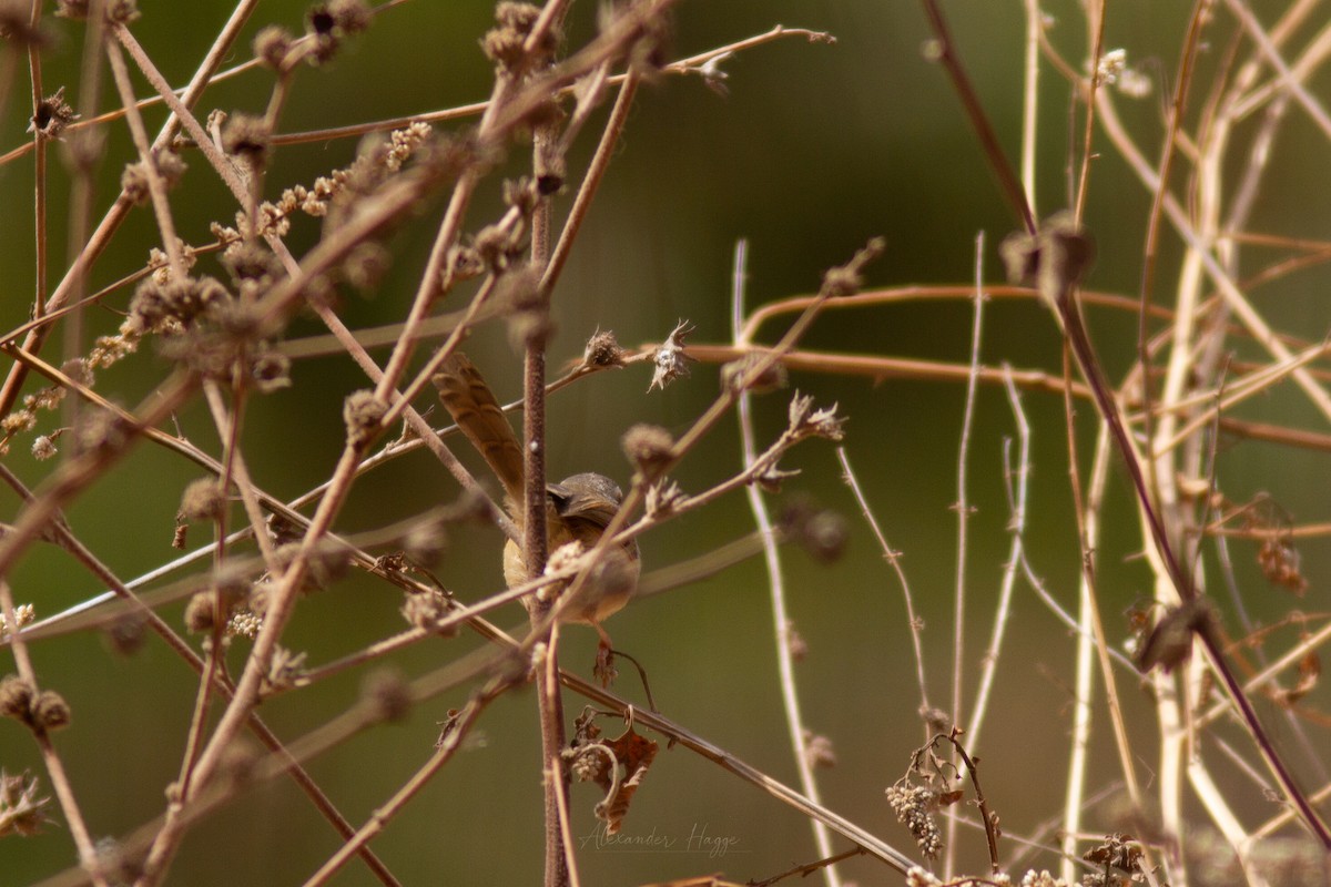 Tawny-flanked Prinia - Alexander Hagge