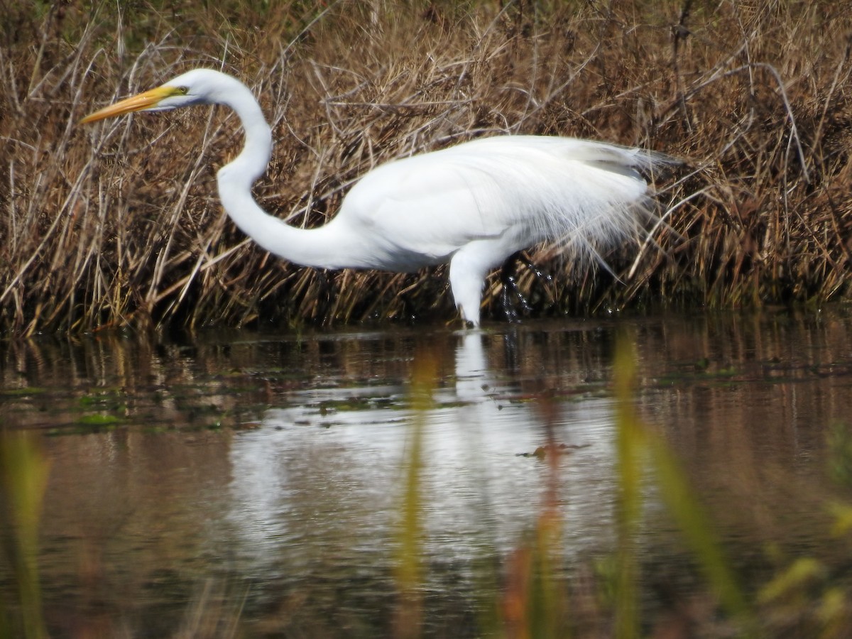 Great Egret - ML302319141