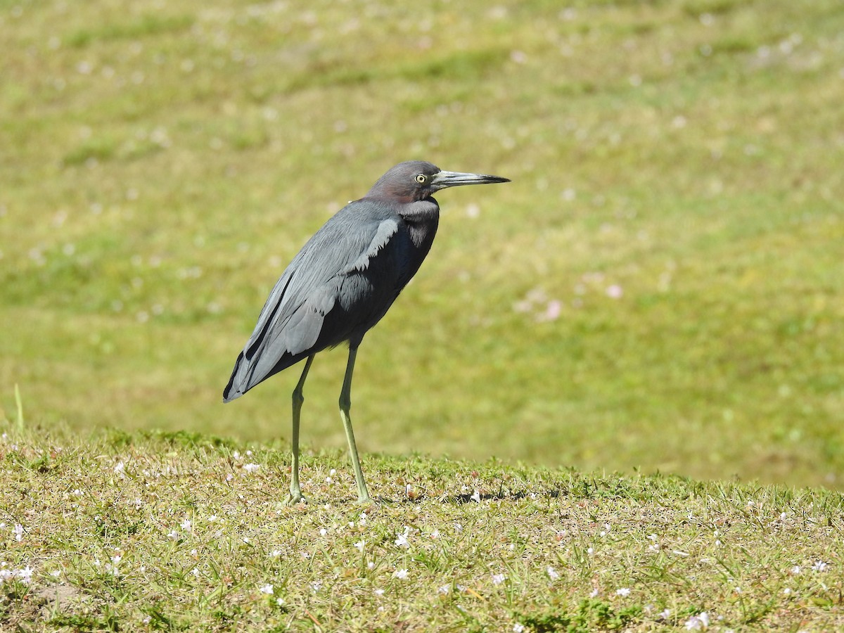 Little Blue Heron - ML302319191