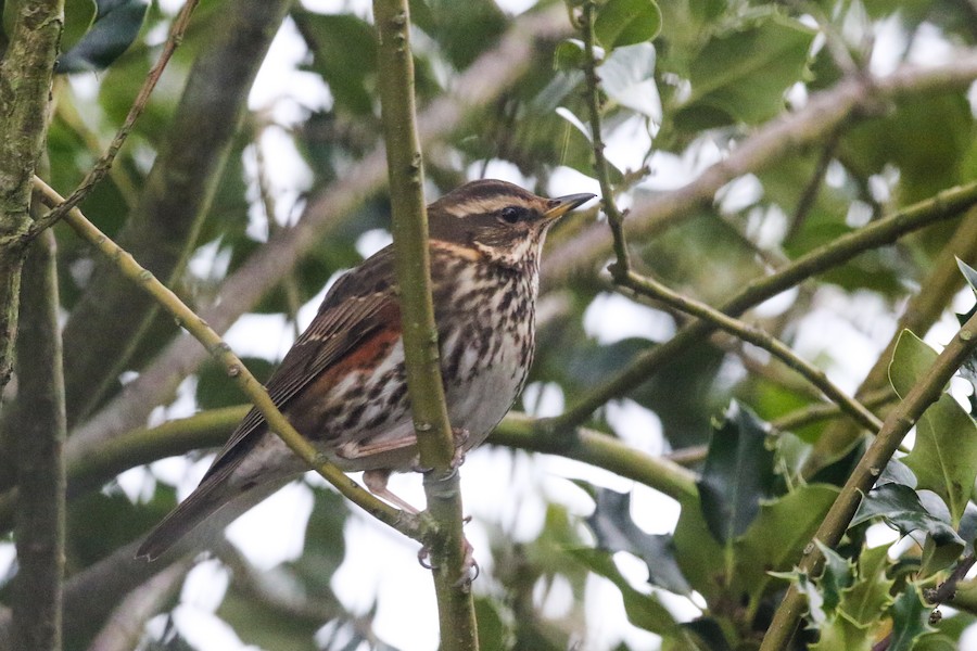 Redwing, Southgate