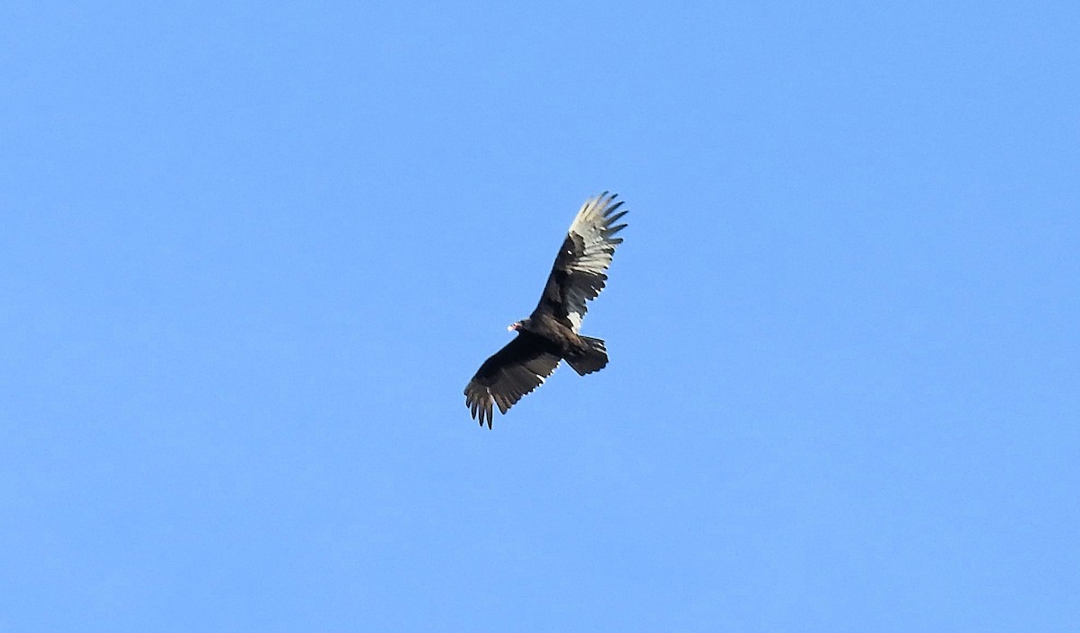 Turkey Vulture - Gary Hunter