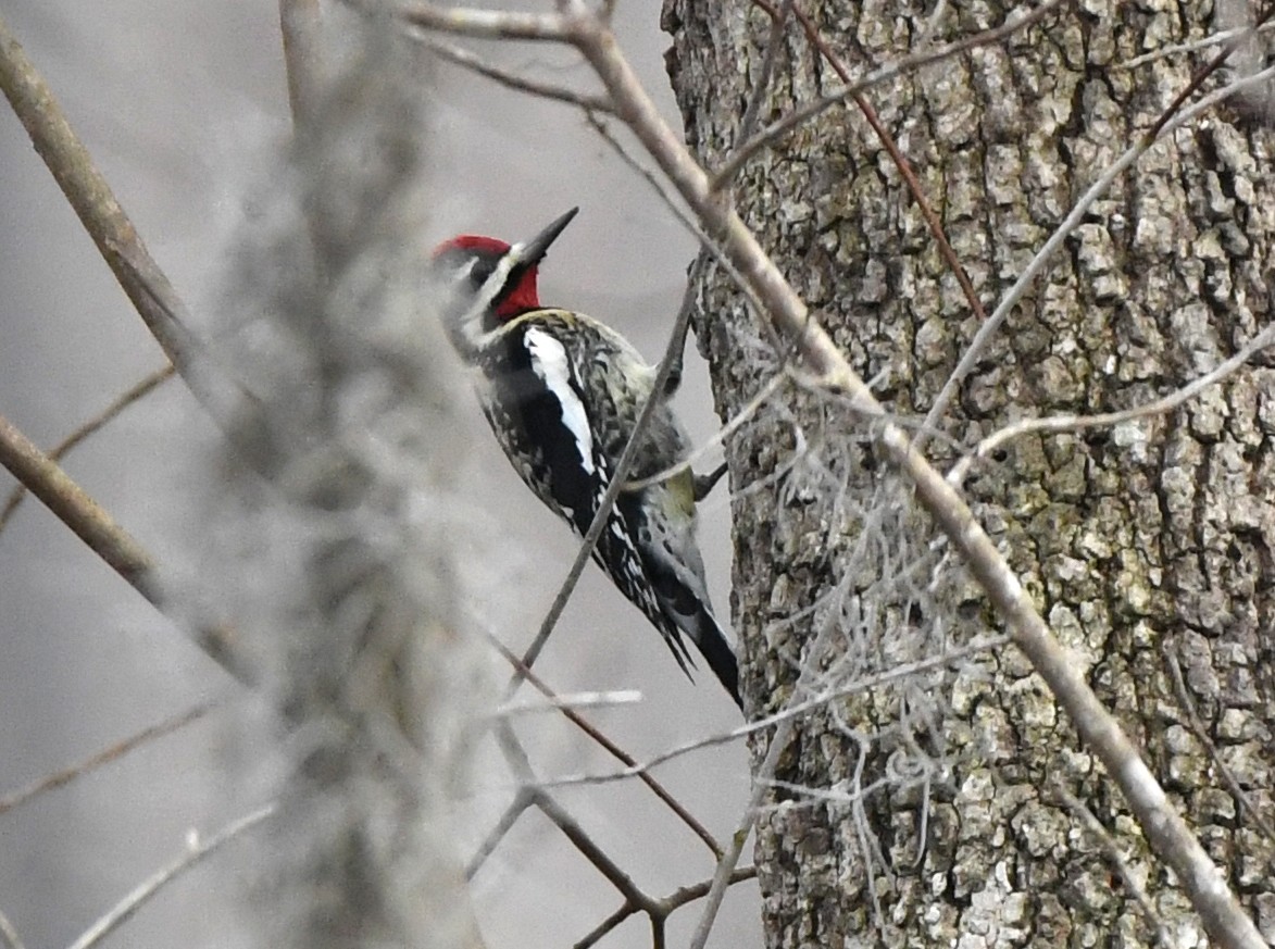 Yellow-bellied Sapsucker - ML302320611