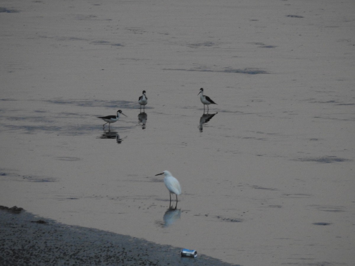 Black-necked Stilt - ML302320911