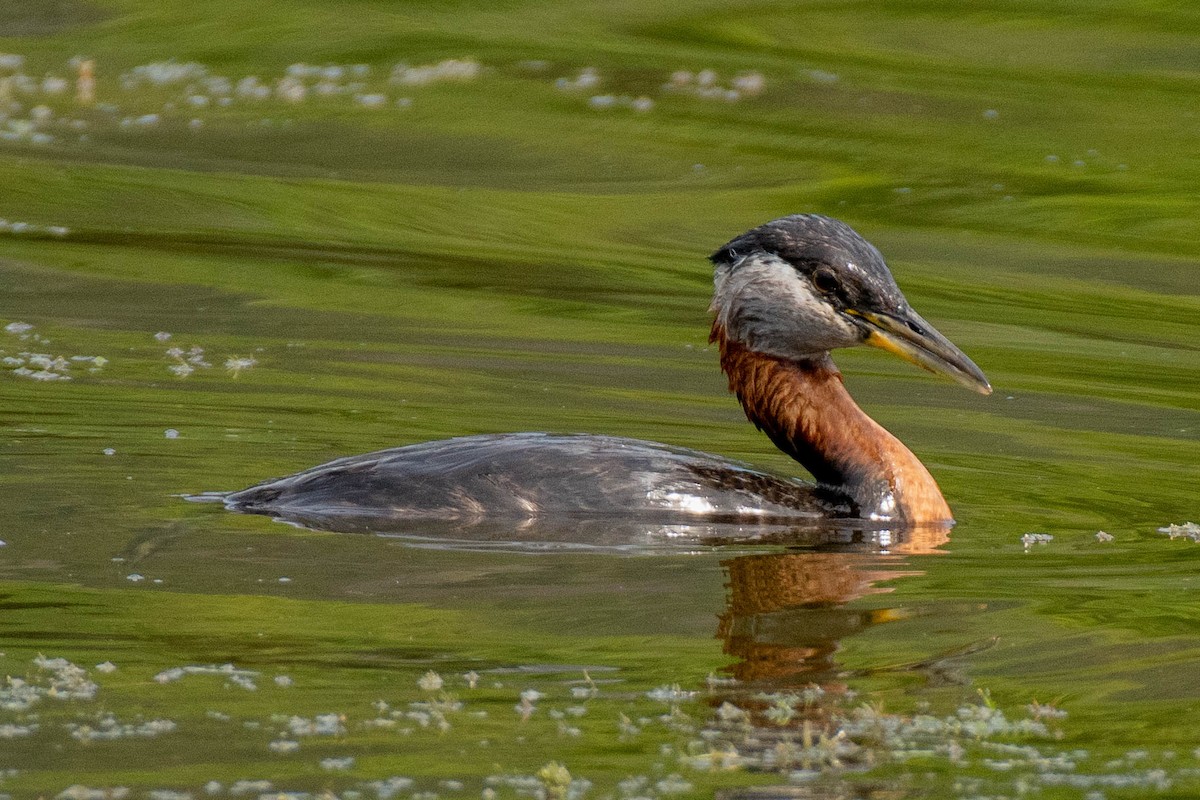 アカエリカイツブリ - ML302321091