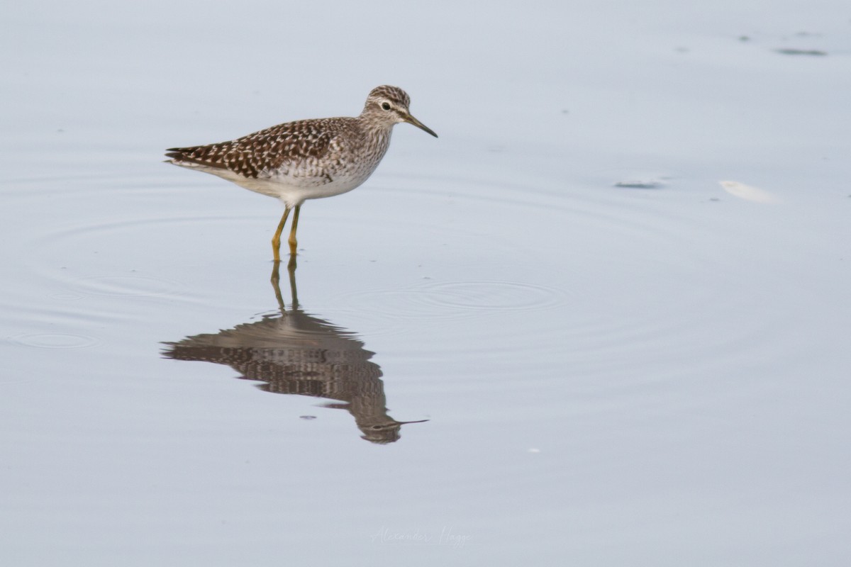 Wood Sandpiper - ML302322761