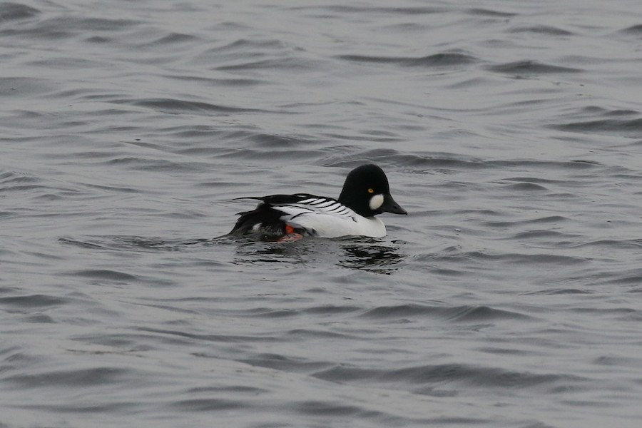Goldeneye, Walthamstowe Wetlands