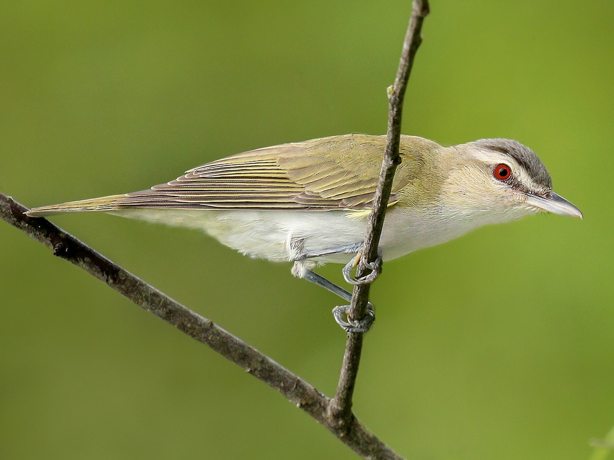Adult