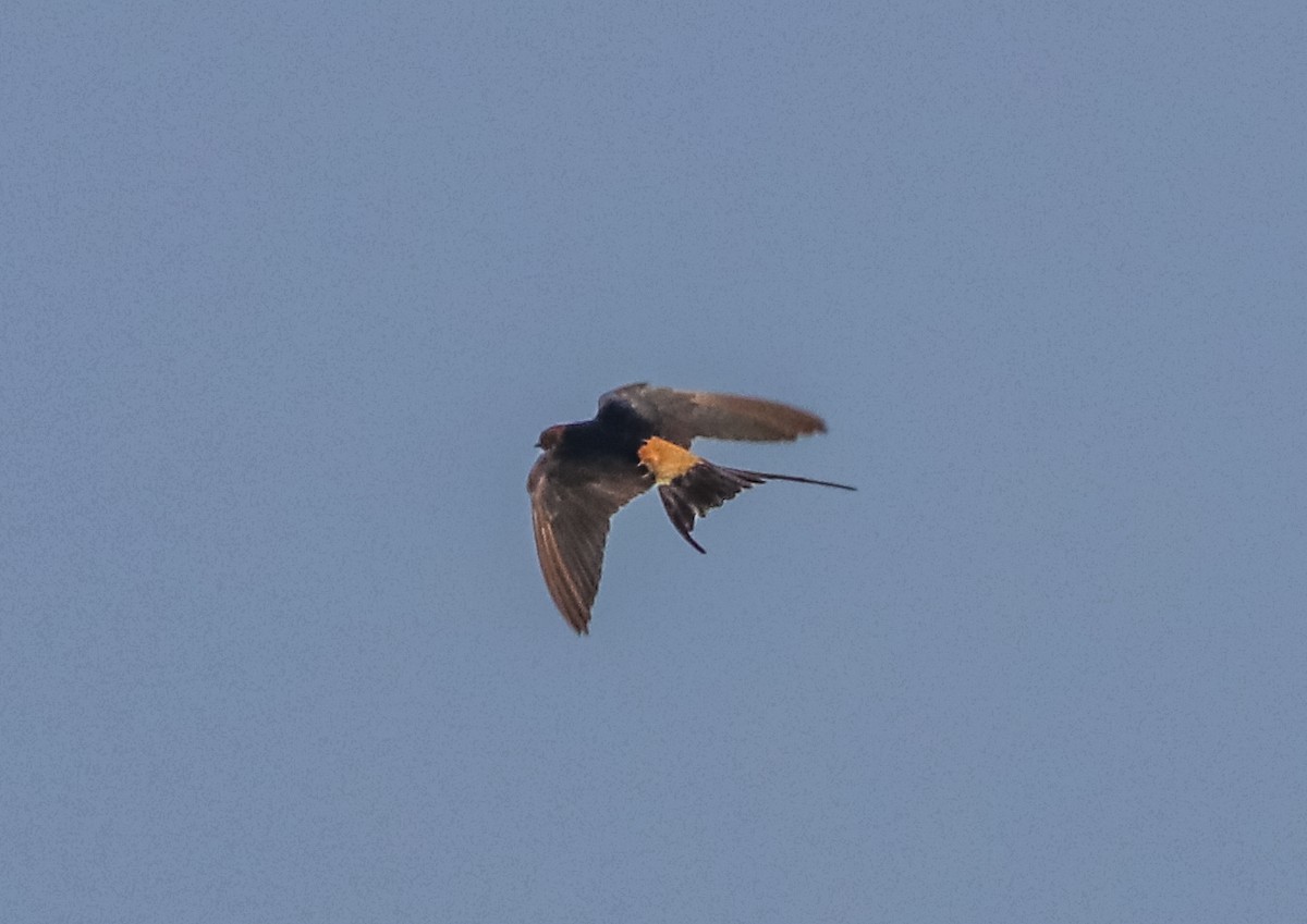 Red-rumped Swallow - ML302325501