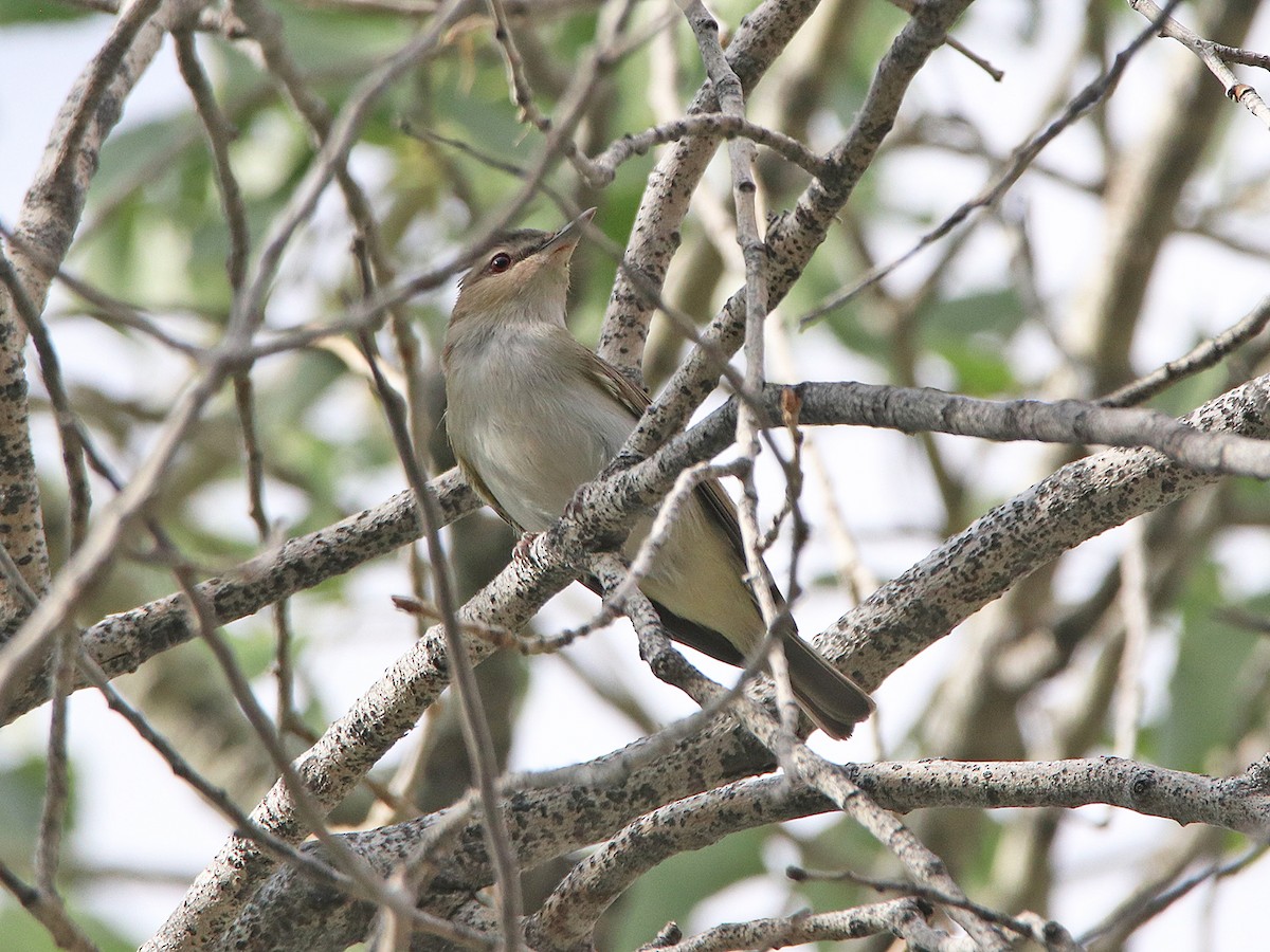 Habitat