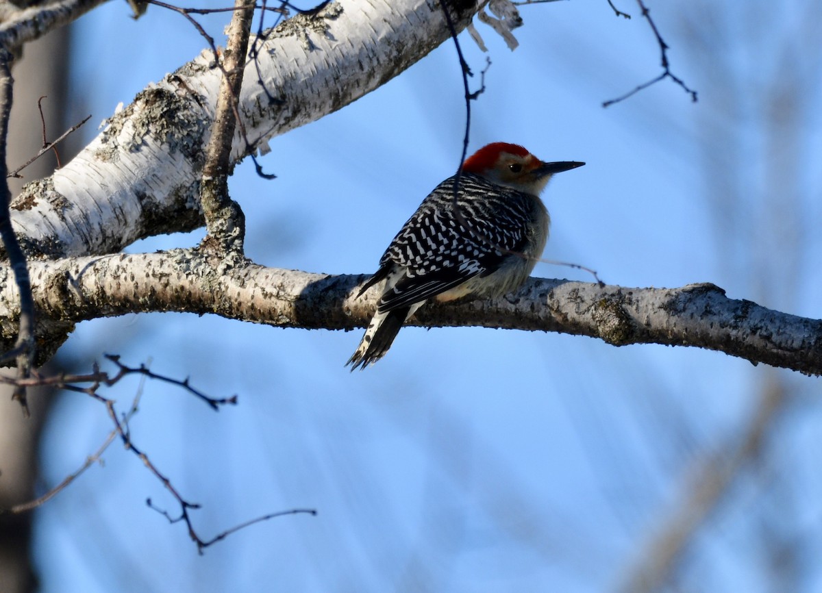 Red-bellied Woodpecker - ML302327651