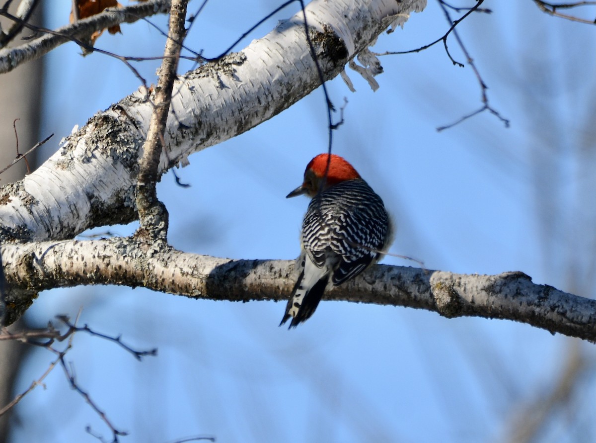 Red-bellied Woodpecker - ML302327661