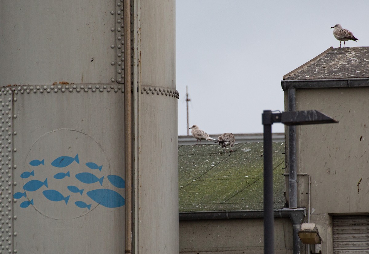 Мартин гренландський - ML302328361