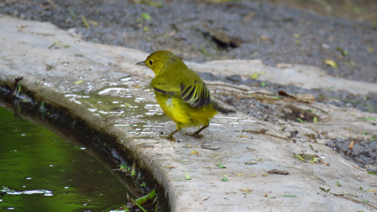 Yellow Warbler (Galapagos) - ML302328621