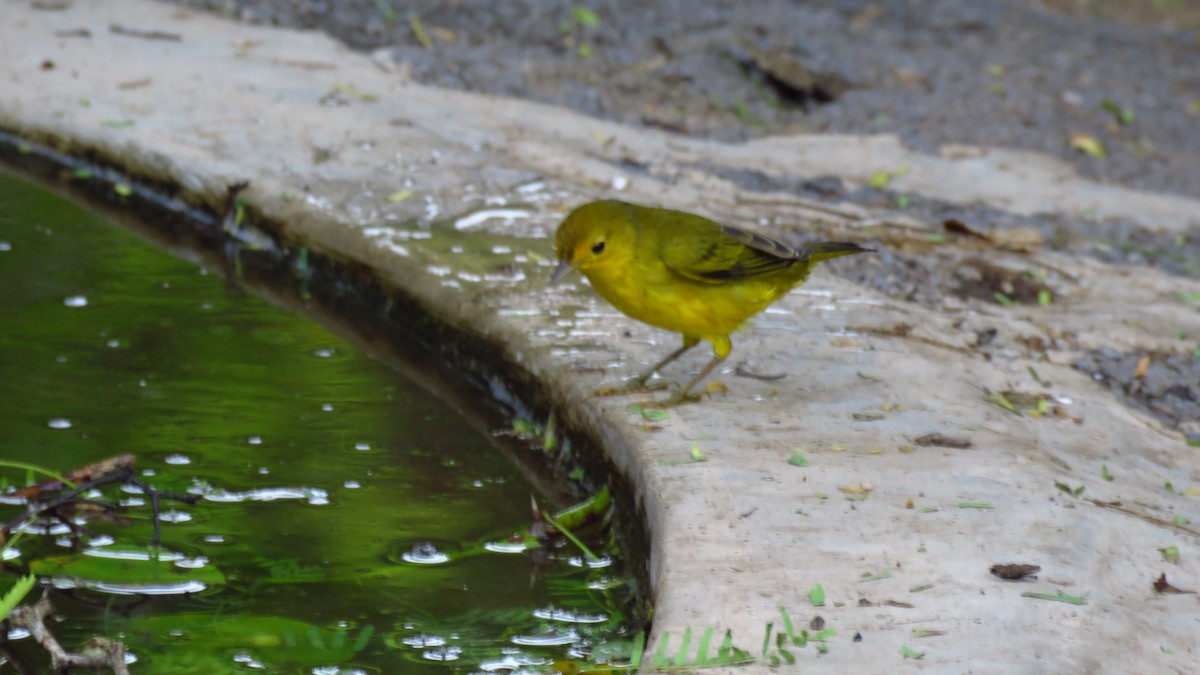 Yellow Warbler (Galapagos) - ML302328631