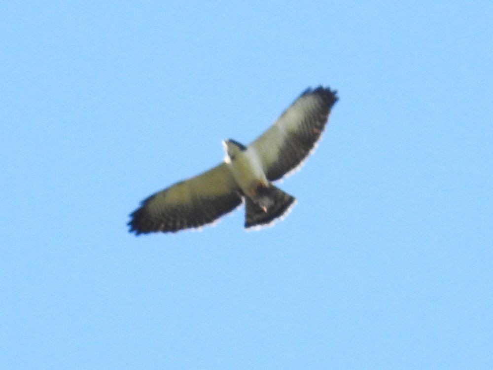 Short-tailed Hawk - ML302329171