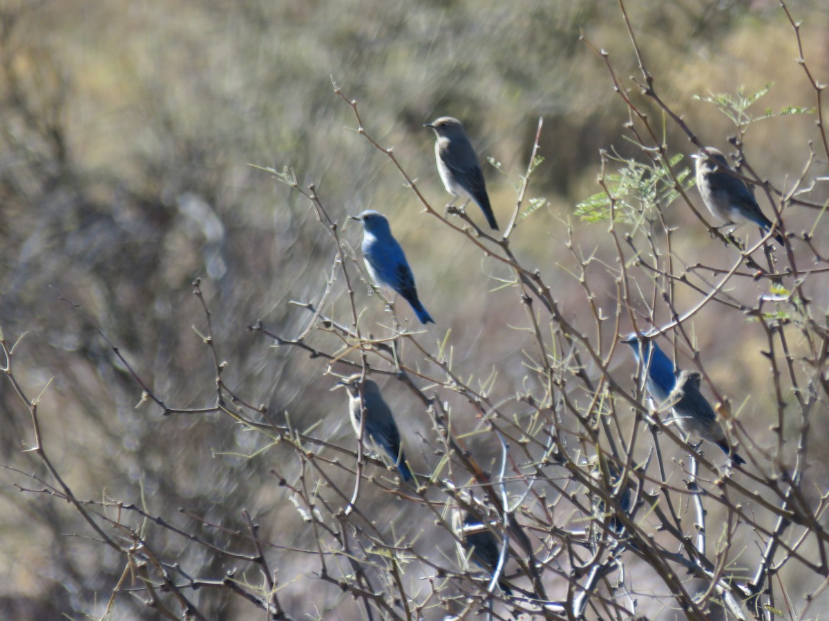 Mountain Bluebird - Oscar Enrique López Bujanda