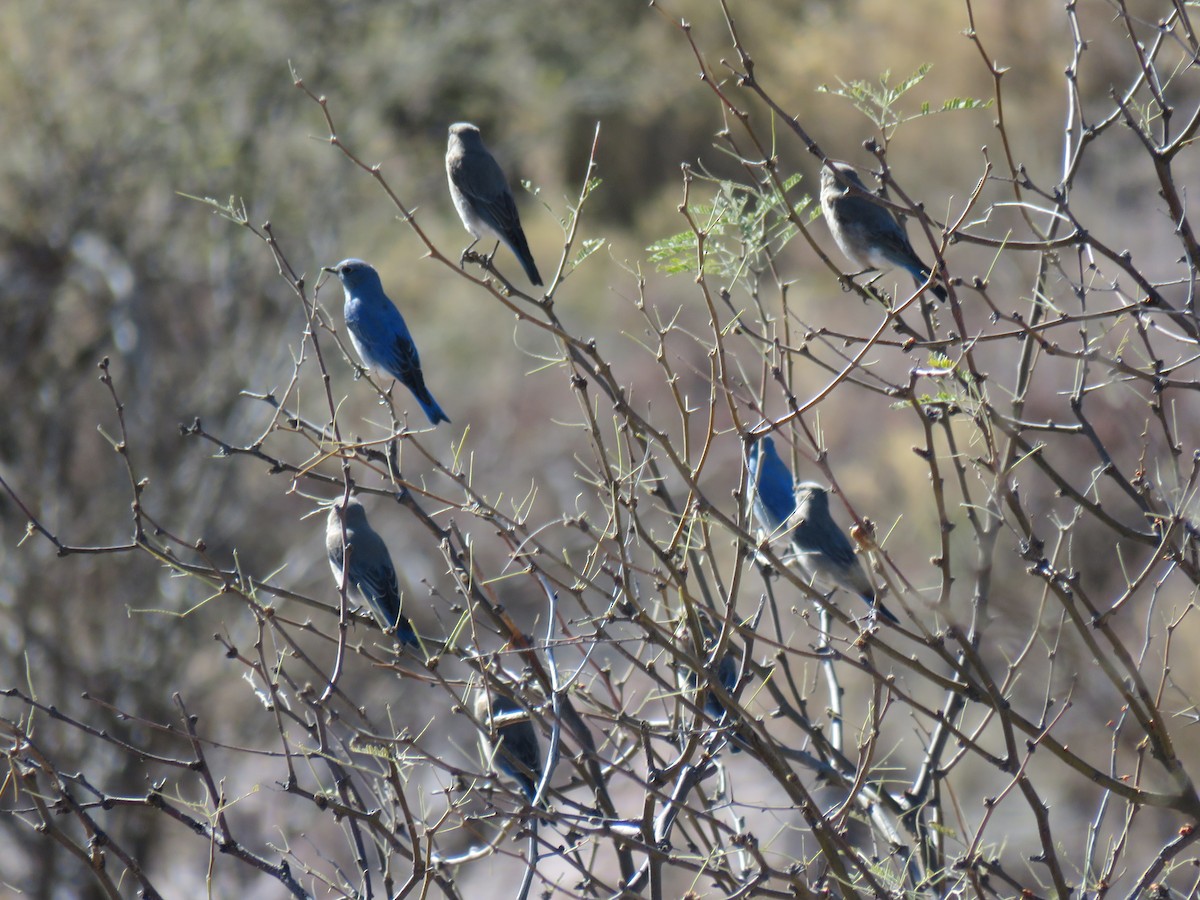 Mountain Bluebird - ML302329801