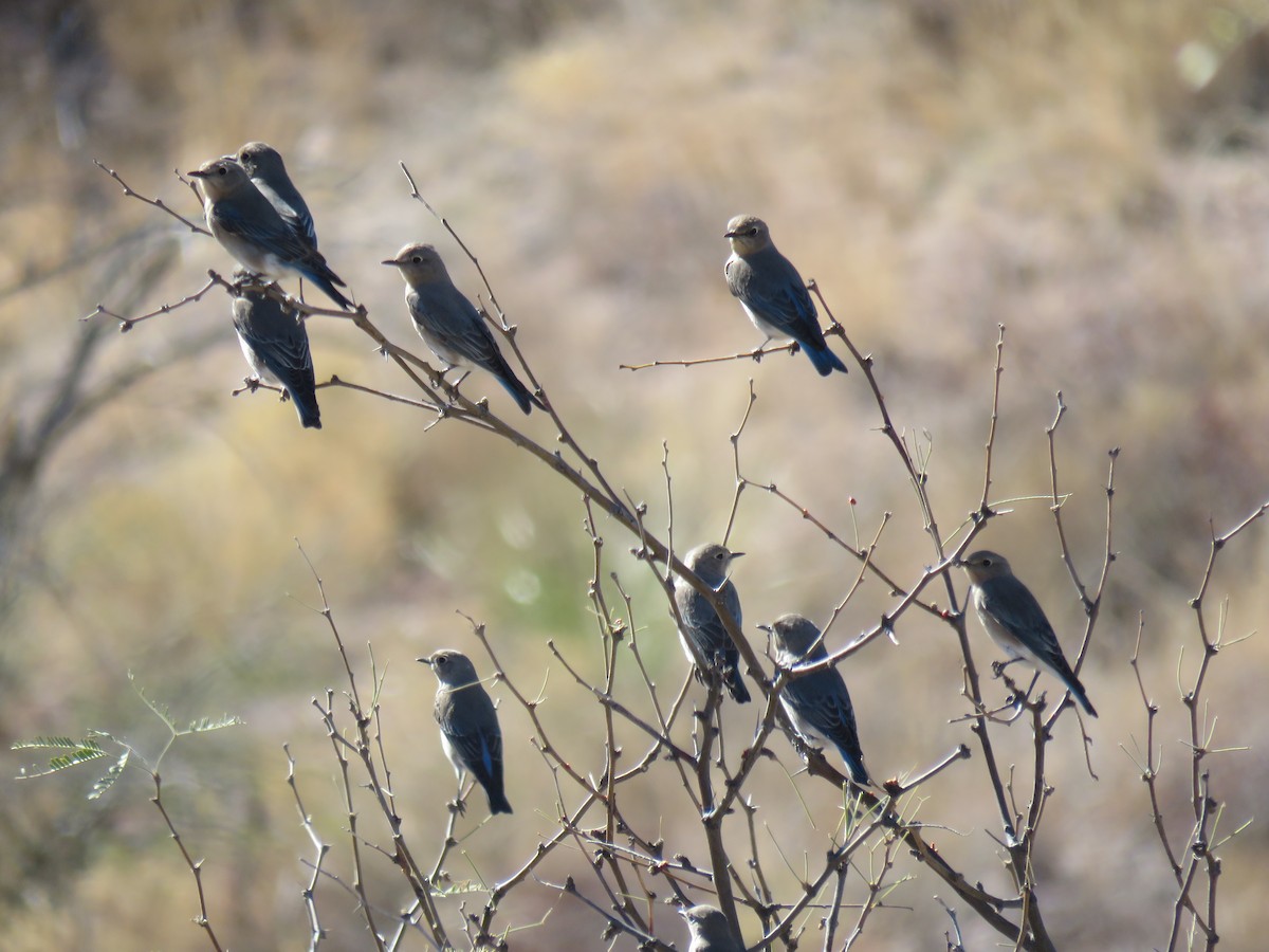 Mountain Bluebird - ML302329821