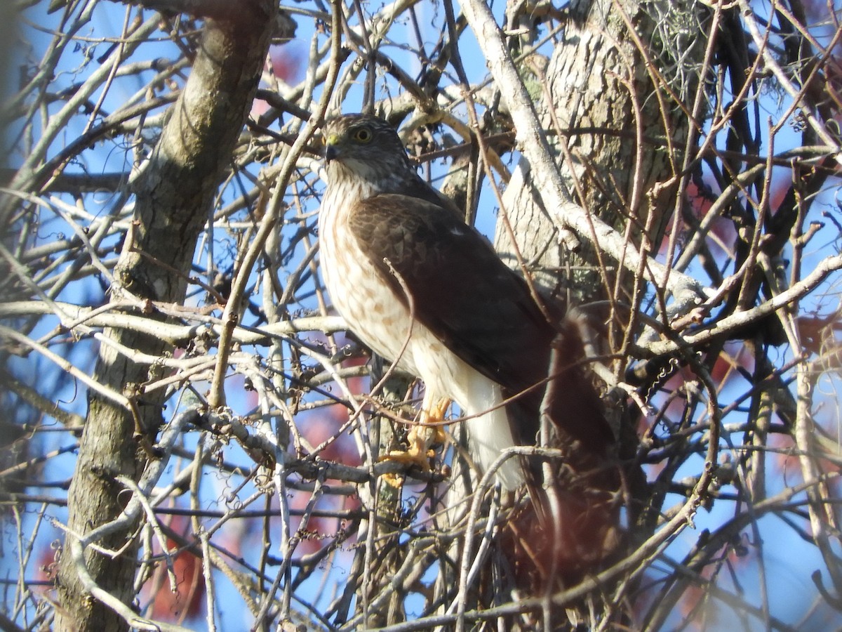 Sharp-shinned Hawk - ML302329851